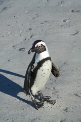 Penguin Pinguin Cape Town Kaphorn 