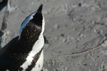 Penguin Pinguin Cape Town Kaphorn 