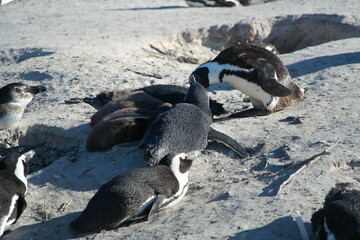 Penguin Pinguin Cape Town Kaphorn 