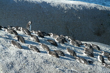 Penguin Pinguin Cape Town Kaphorn 