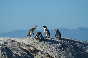 Penguin Pinguin Cape Town Kaphorn 