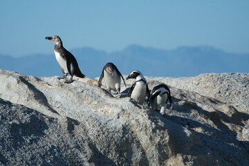 Penguin Pinguin Cape Town Kaphorn 