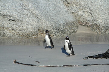 Penguin Pinguin Cape Town Kaphorn 