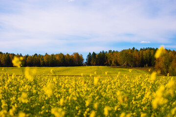 yellow flowers field