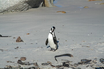 Penguin Pinguin Cape Town Kaphorn 