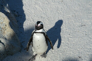 Penguin Pinguin Cape Town Kaphorn 