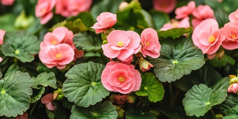 Vibrant pink begonias bloom amidst lush green leaves, showcasing the beauty of indoor plants. The stunning pink flowers of begonias thrive beautifully in an indoor setting, perfect for plant lovers.