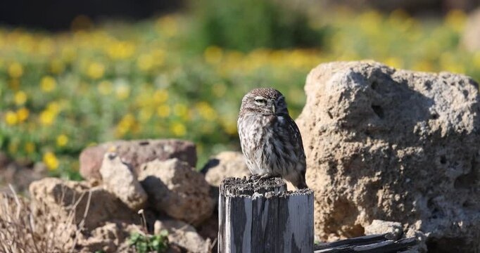 The sleepy owl in the archaeological site of Tharros. Sardinia, Italy.