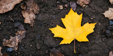 Large yellow leaf resting on the ground creates an iconic autumn scene. The vibrant yellow leaf stands out beautifully, adding to the charm of this iconic natural landscape.