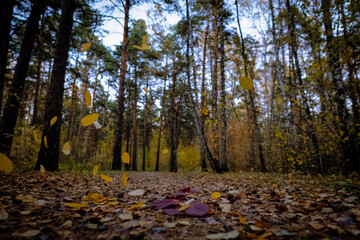 autumn in the forest