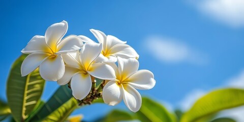 Obraz premium Delicate white Plumeria, also known as frangipani, blooms gracefully in a garden setting, beautifully contrasting against a serene blue sky backdrop, showcasing the charm of Plumeria flowers.