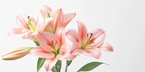 Fototapeta premium Stunning pink lily flower bouquet displayed in isolation against a white background, showcasing the beauty of pink lilies in an elegant arrangement. Perfect for floral themed visuals.