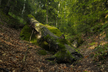iguana in the woods