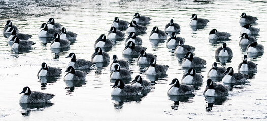 flock of ducks in the water