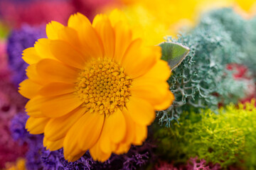marigold flower with colorful scandinavian moss close-up, macro view
