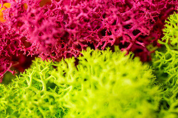 colorful scandinavian moss close-up, macro view