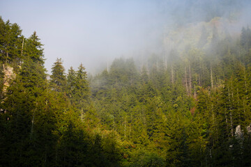 misty morning in the forest