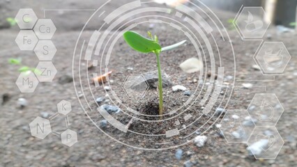 Close up view of young sprout growing on sand overlaid with hexagonal digital graphics and icons on bokeh blur background showcasing nature for research on medicinal ingredients 