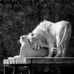 Lion and lioness lying together outdoor, kiss. Love. Black and white