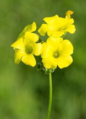 Obraz premium wild plants and flowers. yellow flower photos
