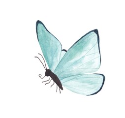 watercolor illustration of blue butterflies