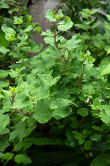 Myrrh is a medicinal plant of the species Commiphora myrrha, also known as Arabic myrrh. image