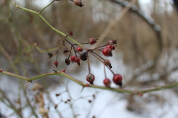 berries on snow