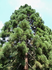 Pine tree. Large pine needles. Pine scent