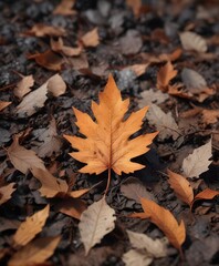 A single oak leaf burning steadily amidst a mound of dry brown leaves and glowing hot ashes , natural world, embers