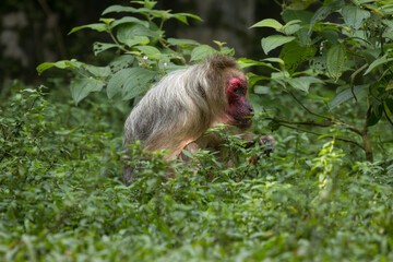 Stump Tailed Macaque Bear Macaque feeding on fruits in Taiping Zoo