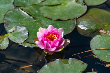 Purple Waterlily in bloom at Rohoen