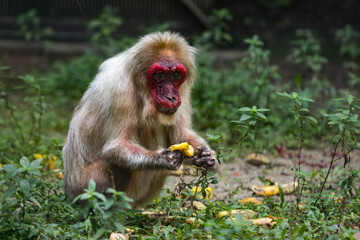 Stump Tailed Macaque Bear Macaque feeding on fruits in Taiping Zoo