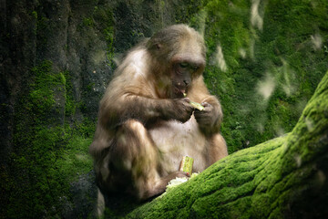 Stump Tailed Macaque Bear Macaque feeding on fruits in Taiping Zoo