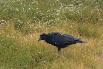 Raven in dew covered grass, Yellowstone National Park