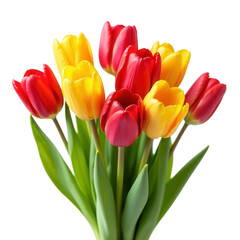 Obraz premium Tulips on transparent background