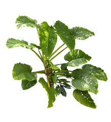 monstera or split-leaf philodendron (Monstera deliciosa) isolated on white background  © Rungsan