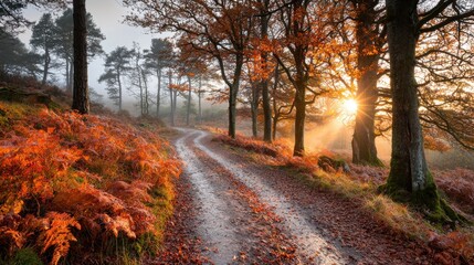 Stunning Autumn Forest Trail at Sunrise with Vibrant Foliage and Misty Atmosphere