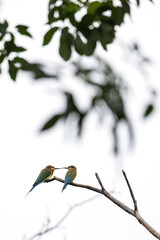 Blue-tailed Bee-eater, Merops philippinus, perching on tree branch in forest park, richly coloured, slender bird, green overall, blue tail, thin black mask and brown throat, habitats close to water