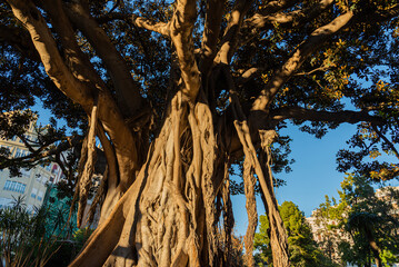 Ficus Centenarios de la Glorieta, Ciutat Vella, 46003 Valencia, 
