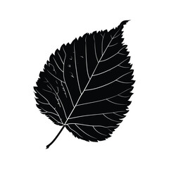 Decorative Leaf Silhouette set Clipart on a white Background
