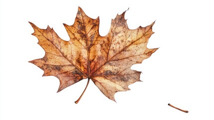 Obraz premium Dry maple leaf isolated on a white background, showcasing the intricate textures and details of a dry maple leaf, perfect for nature themed compositions or design projects.