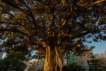 Ficus Centenarios de la Glorieta, Ciutat Vella, 46003 Valencia, 