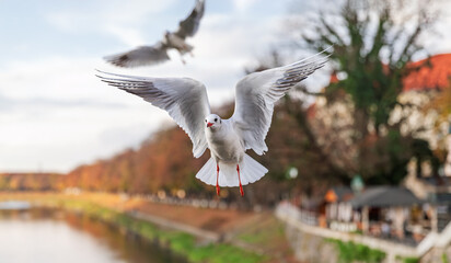 Seagull in Autumn Flight