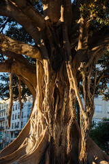 Ficus Centenarios de la Glorieta, Ciutat Vella, 46003 Valencia, 