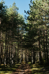 Beautiful green coniferous forest on a sunny summer day. The nature of Southwestern Serbia, Zlatibor town. National Park near Tornik mountain resort in early autumn.