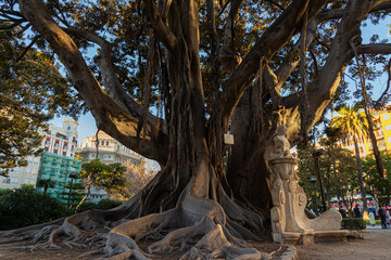 Ficus Centenarios de la Glorieta, Ciutat Vella, 46003 Valencia, 