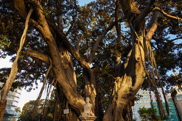 Ficus Centenarios de la Glorieta, Ciutat Vella, 46003 Valencia, 