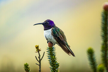 Ecuadorian hillstar(Oreotrochilus chimborazo), the endemic hummingbird of the Ecuadorian Andes situated on a chuquirawua flower