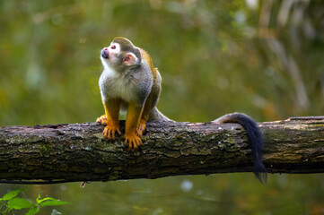 Obraz premium Common squirrel monkey sits on a tree branch above water, looking upwards with a curious expression. The lush green background suggests a natural habitat.