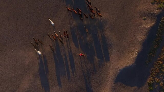 Aerial view of wild horses in a serene landscape during sunset with dynamic shadows, Hacilar, Turkey.
